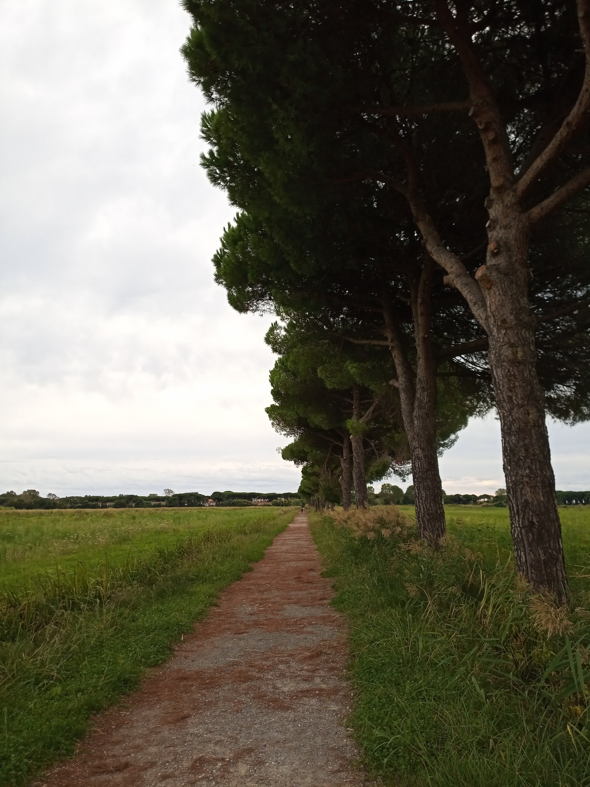 Pines framed the path