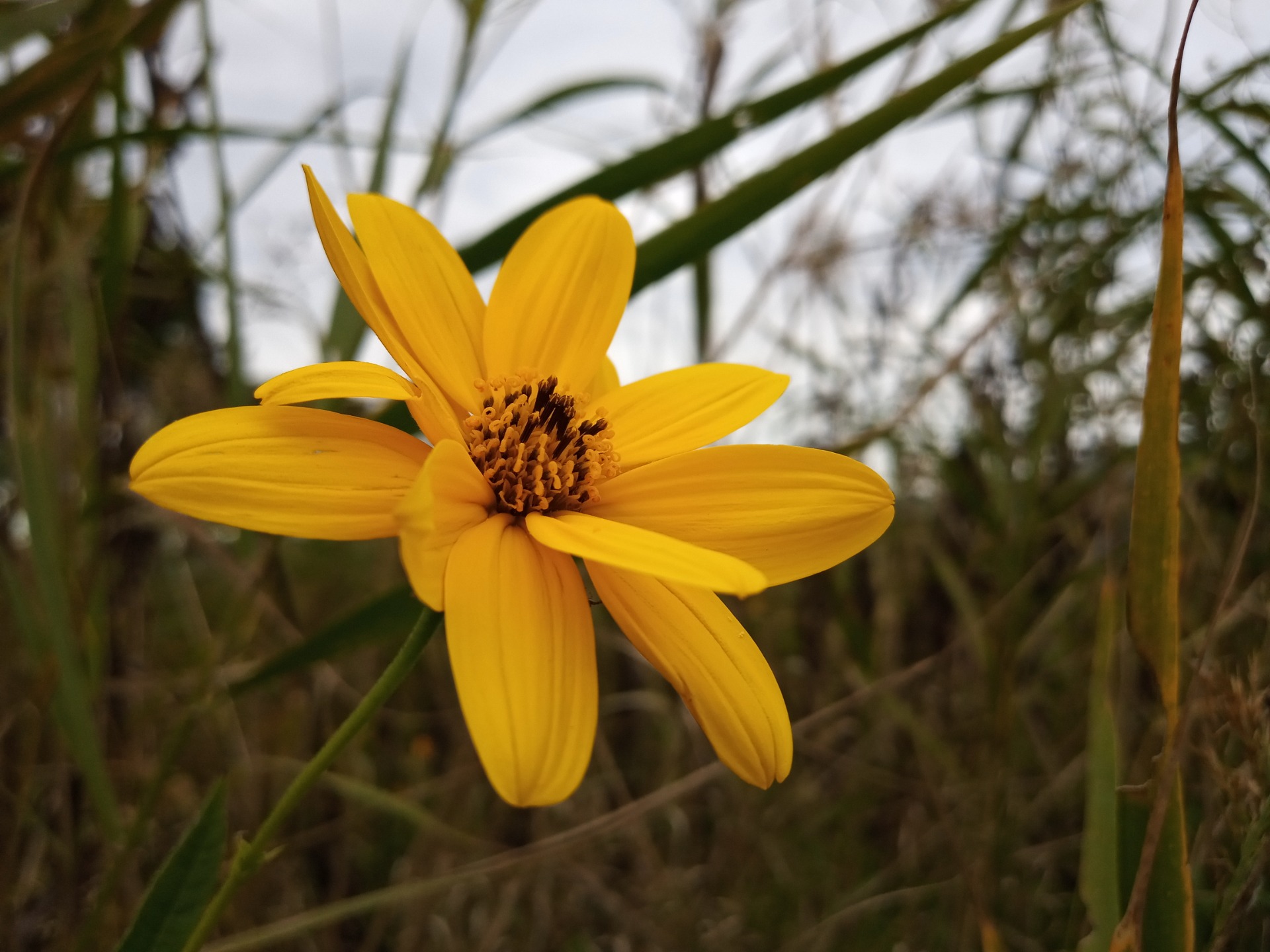 Flower Detail