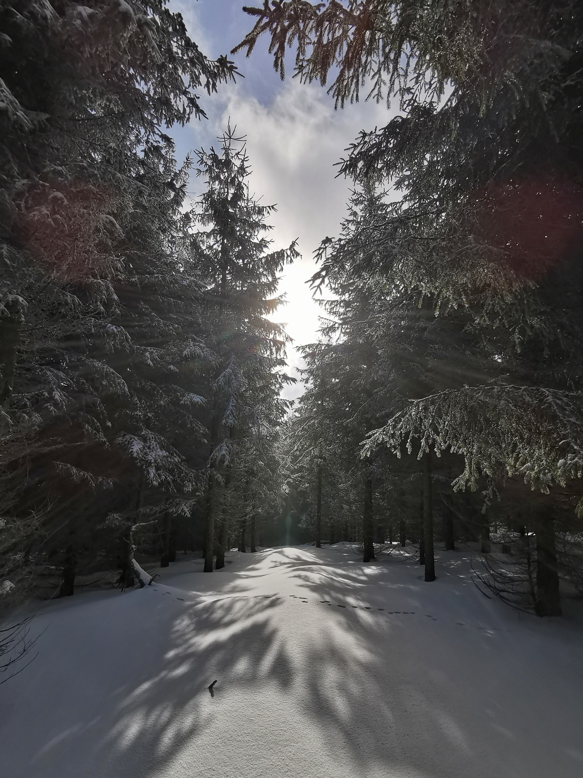 Sun is shining through trees.