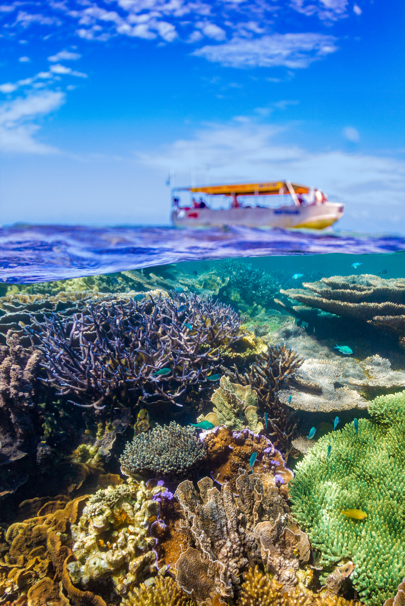 The glass bottom boat