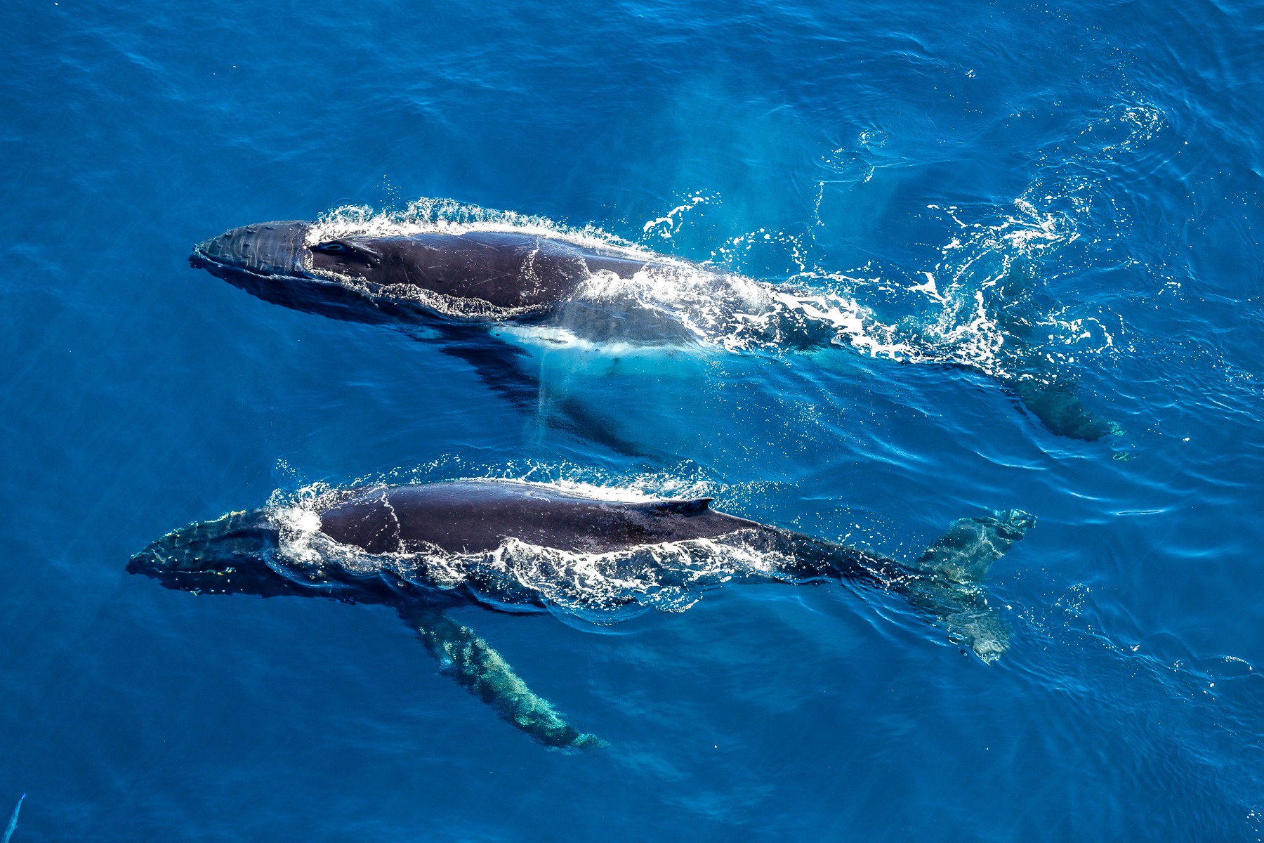 Humpback Whales