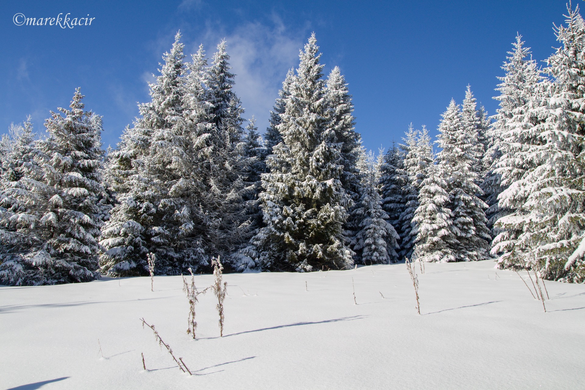 Winter in forest