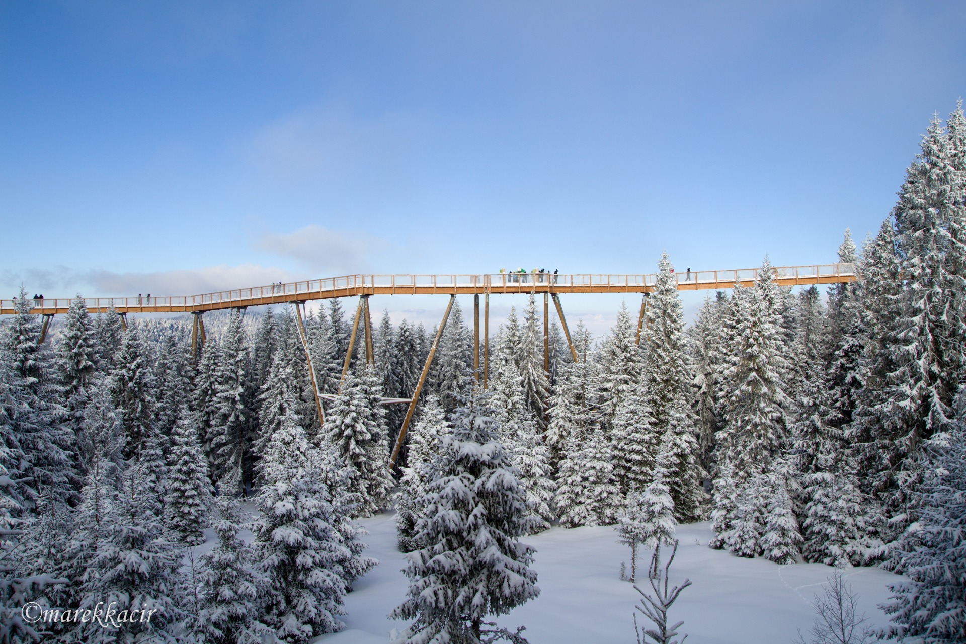 In the treetops