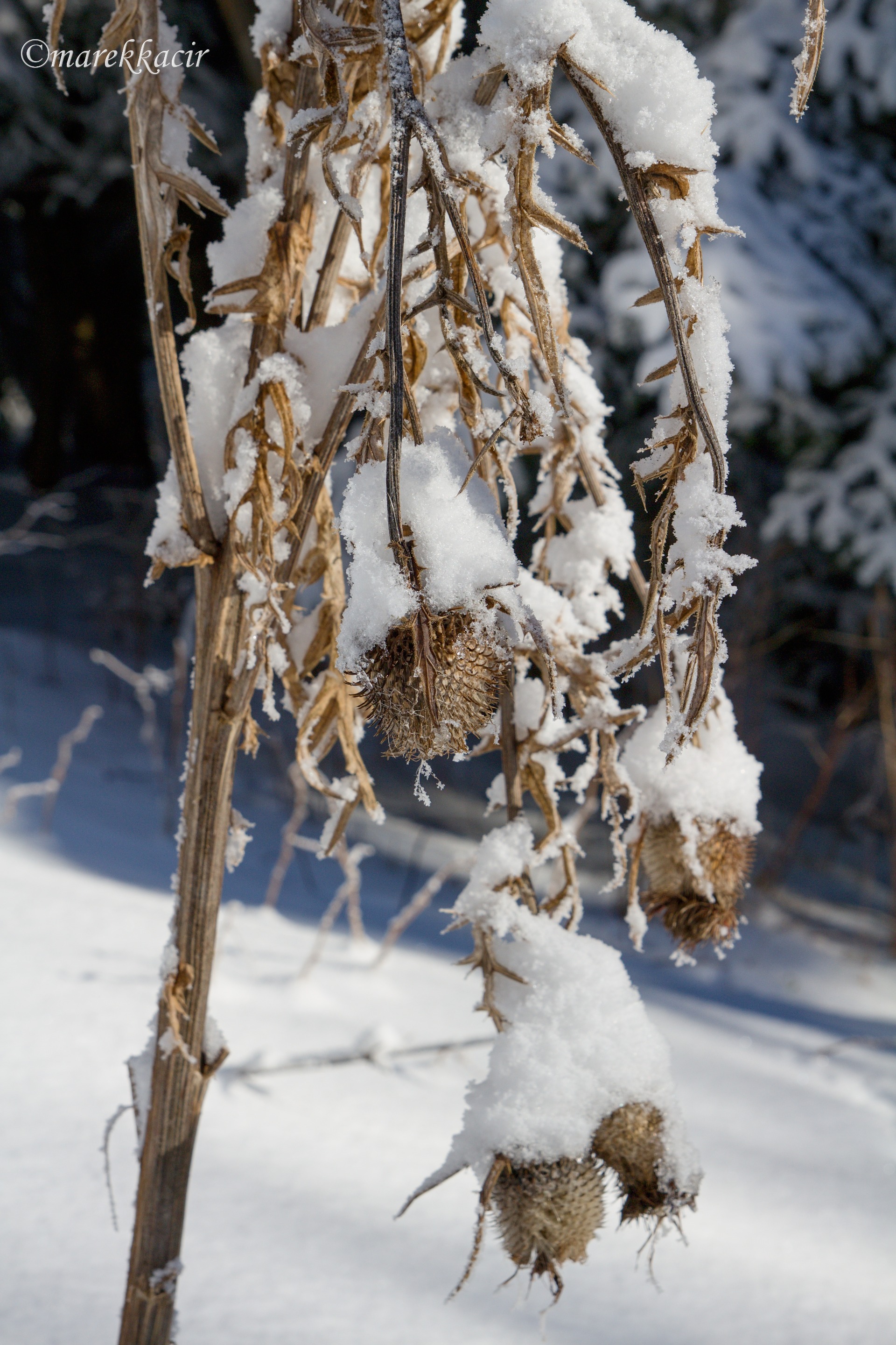 Snow