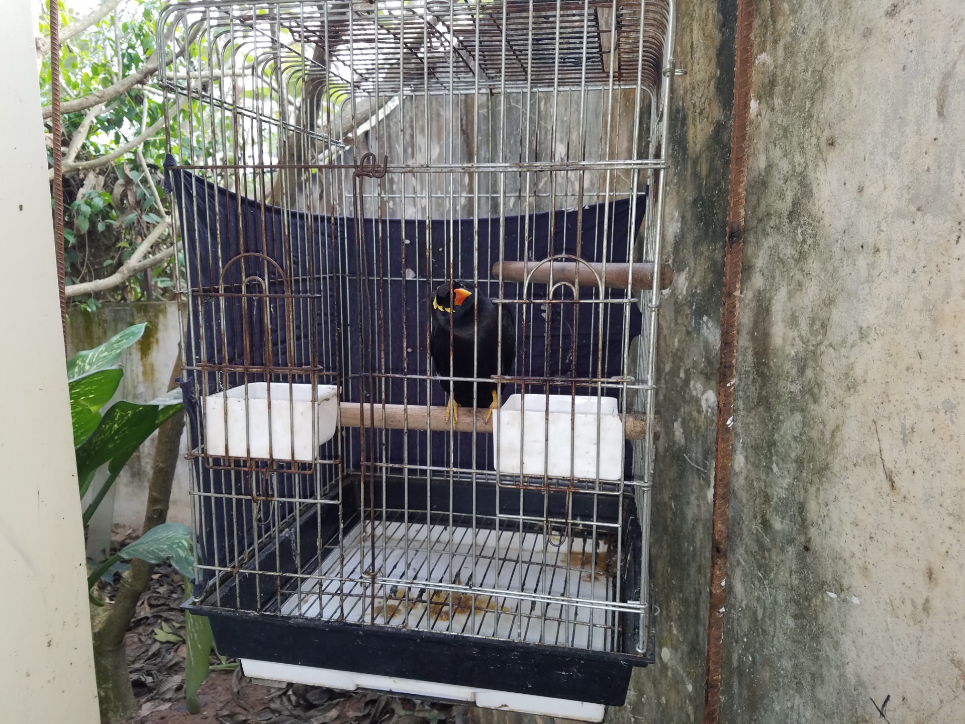 Mynah