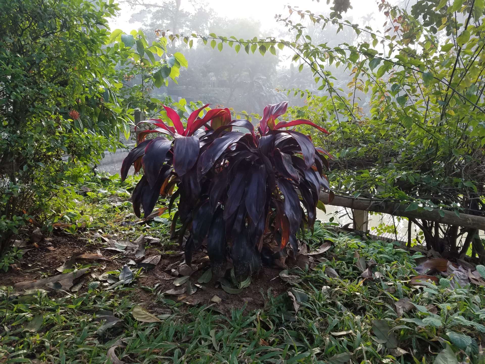 Croton
