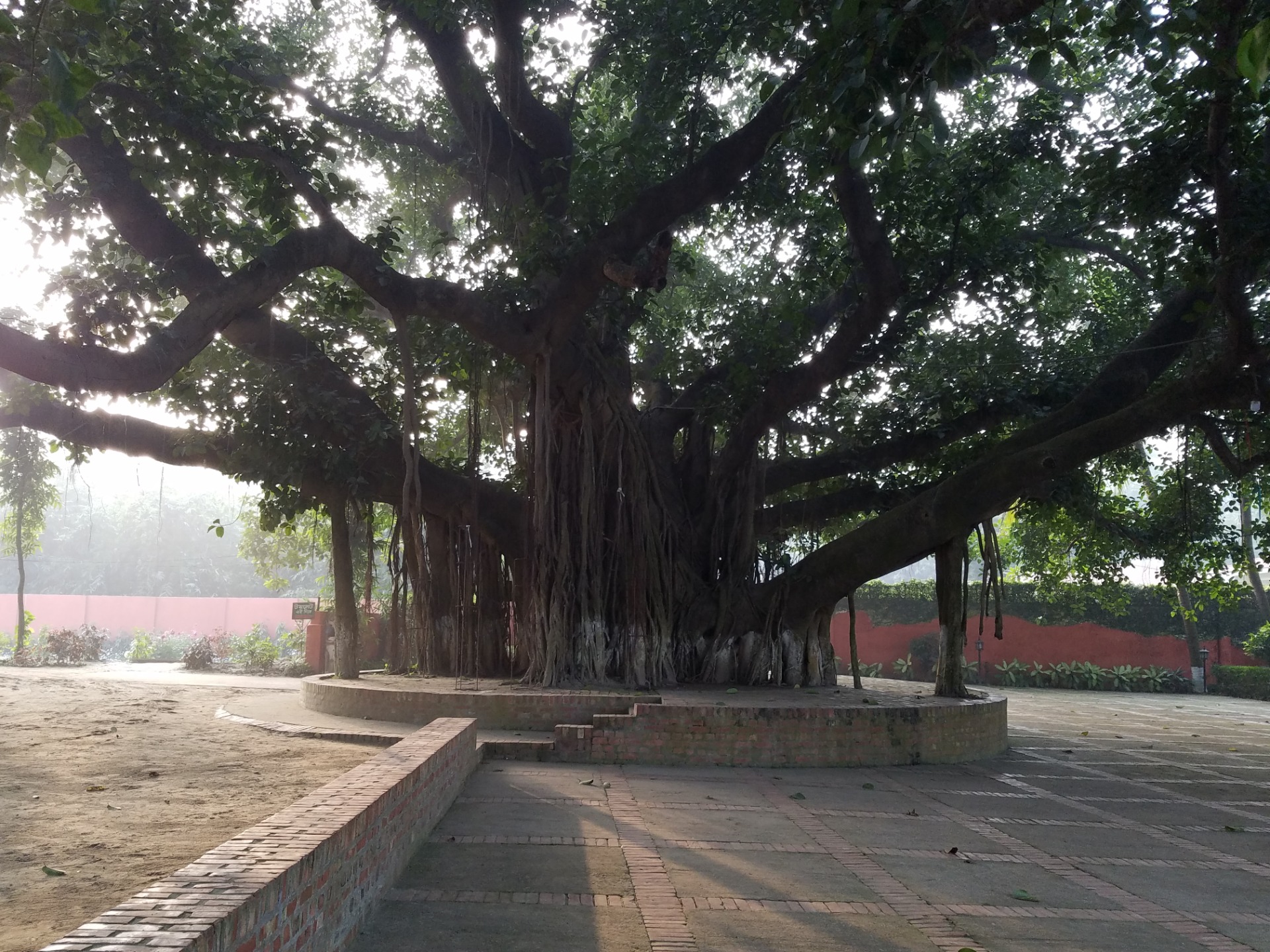 Bayan tree
