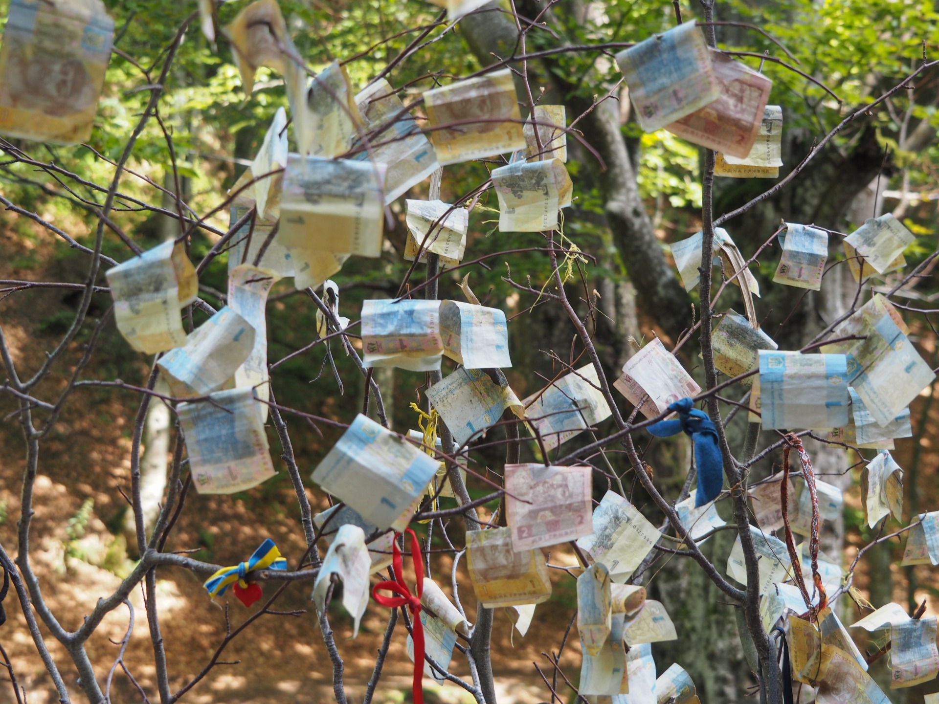 Tree with Ukrainian banknotes