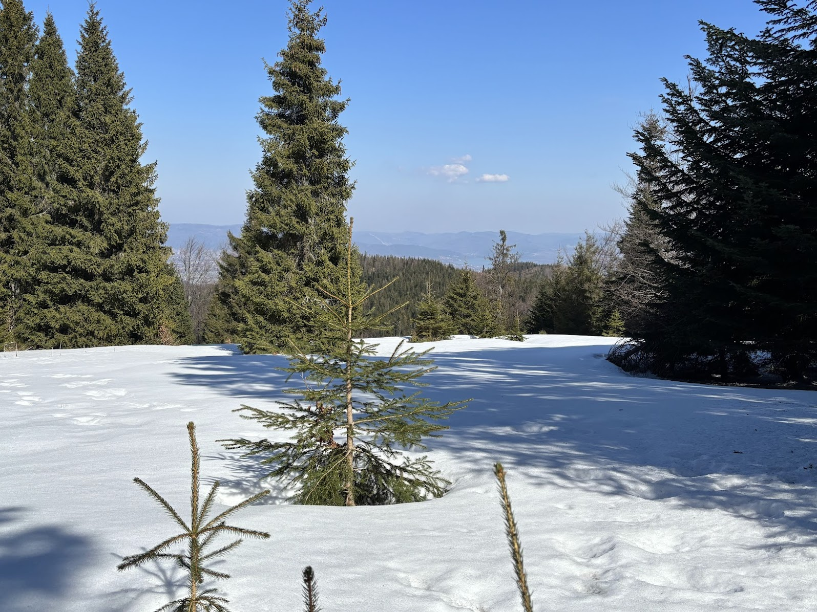 Okolice szczytu Cebula (1036m n.p.m.)