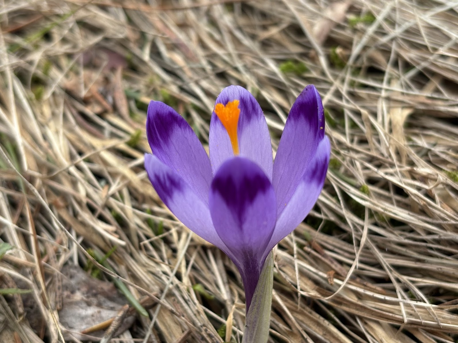 Krokus vel szafran spiski