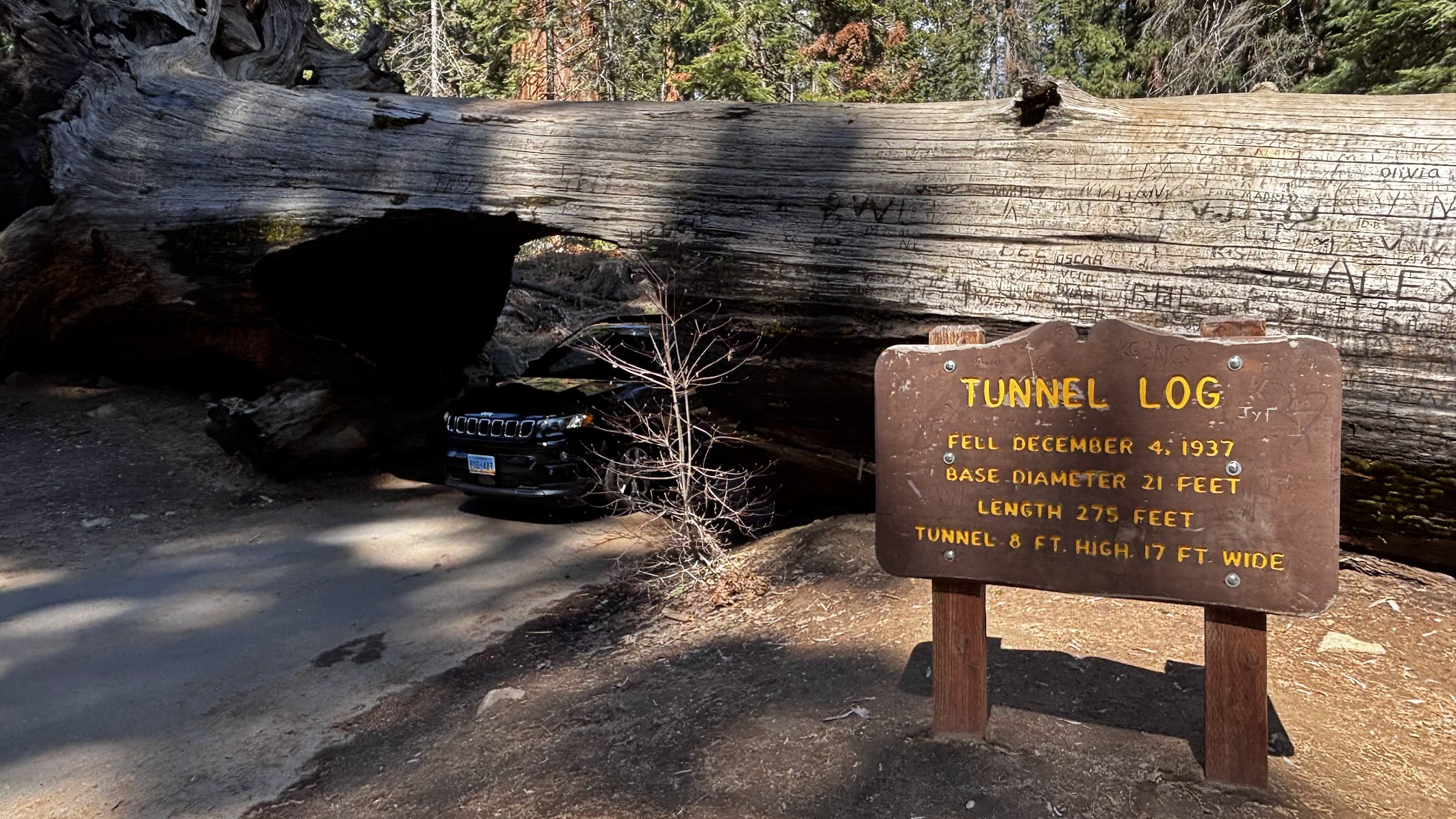 Tunnel Log - Sequoia National Park, CA