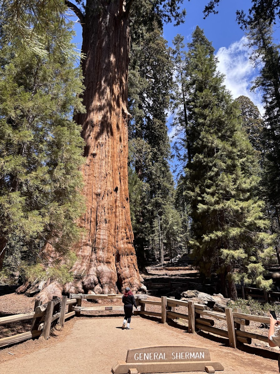 The largest tree on Earth - General Sherman