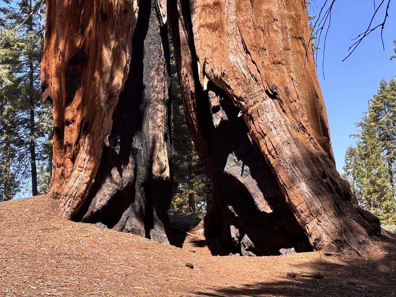 A burnt-thru, but still alive sequoia