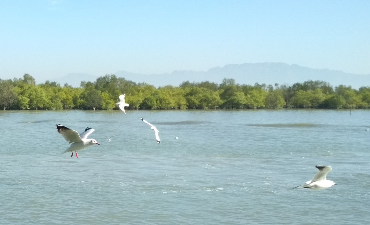 Flying birds.. in a competition with us!