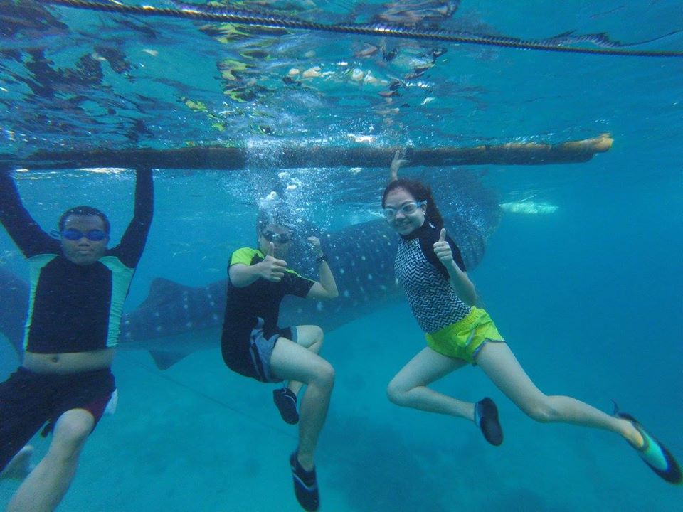 Oh look! A whale shark from behind!
