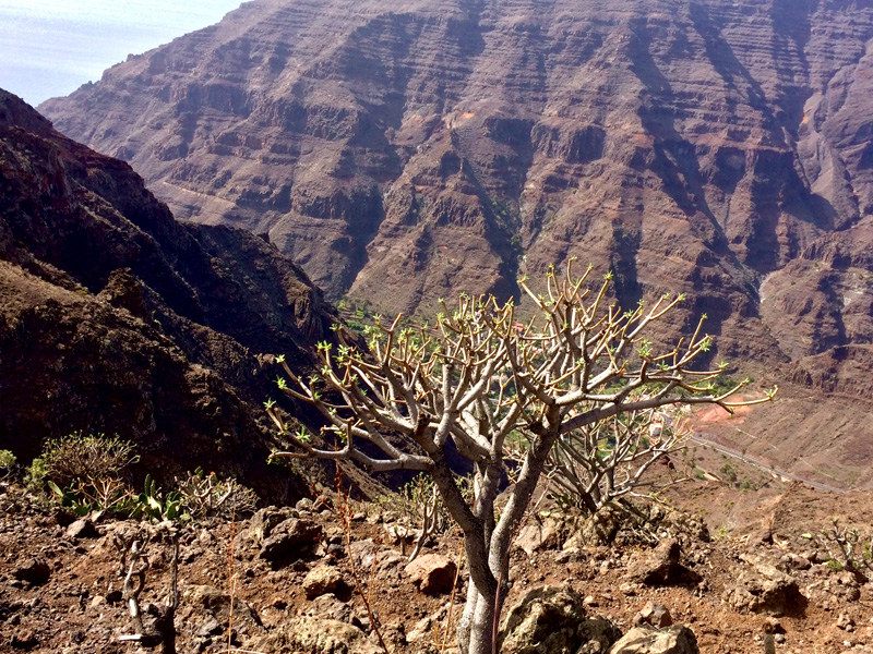 Typical canyon vegetaion in La Gomera